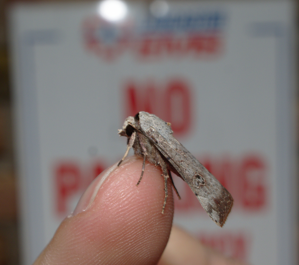 Infecta is an awesome latin name_20201112.jpg